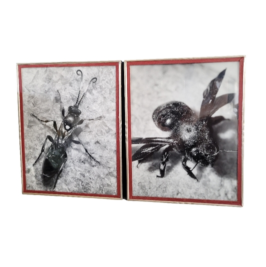 Paire de photographies argentiques anciennes insectes - S. Celebonovic - Ref 455
