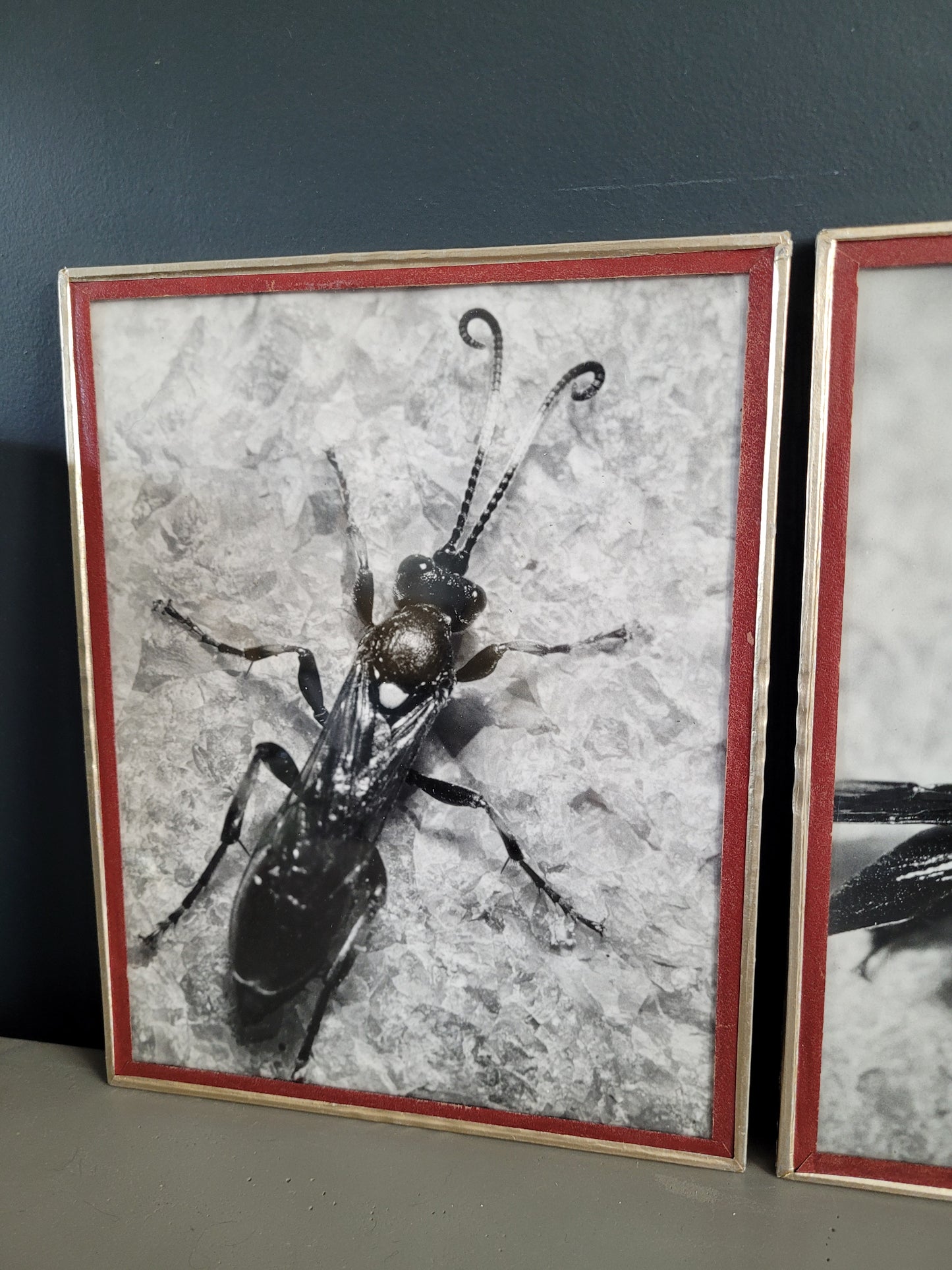 Paire de photographies argentiques anciennes insectes - S. Celebonovic - Ref 455