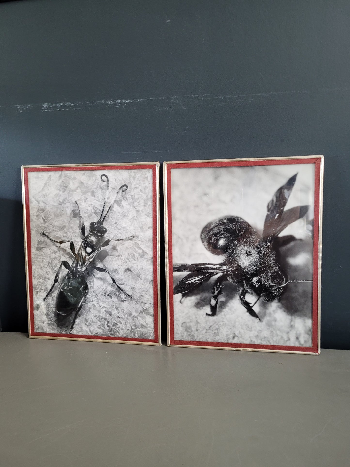 Paire de photographies argentiques anciennes insectes - S. Celebonovic - Ref 455