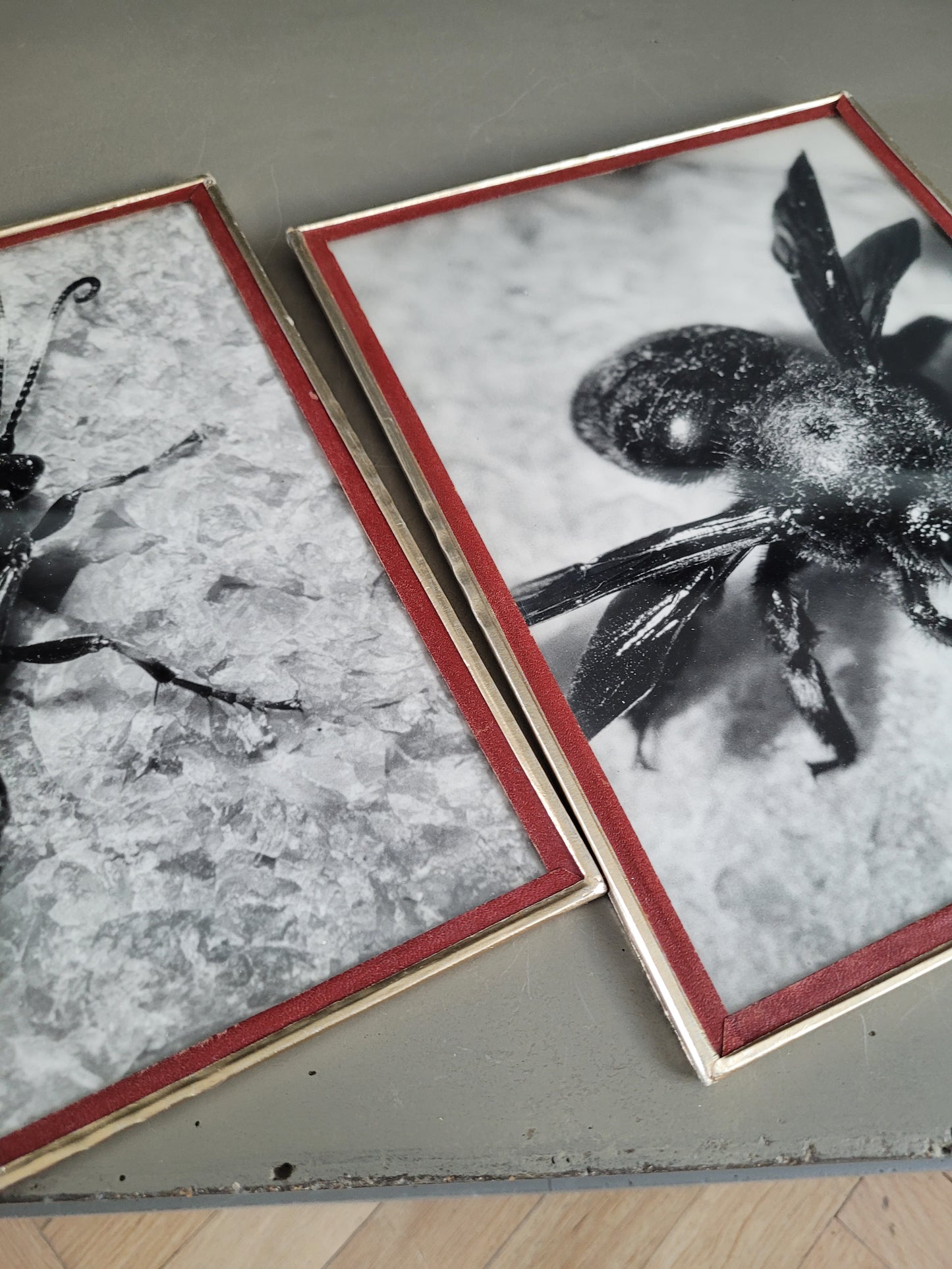 Paire de photographies argentiques anciennes insectes - S. Celebonovic - Ref 455