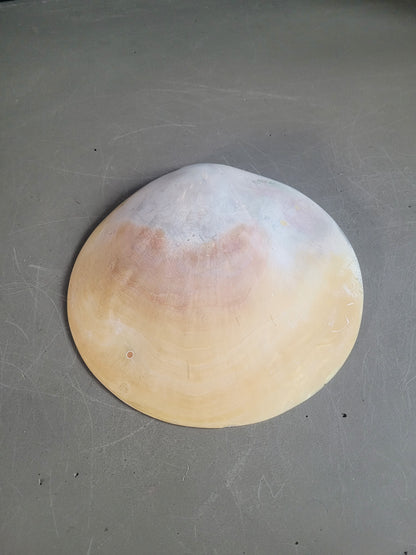 Vide-poche coquillage- Ref 843