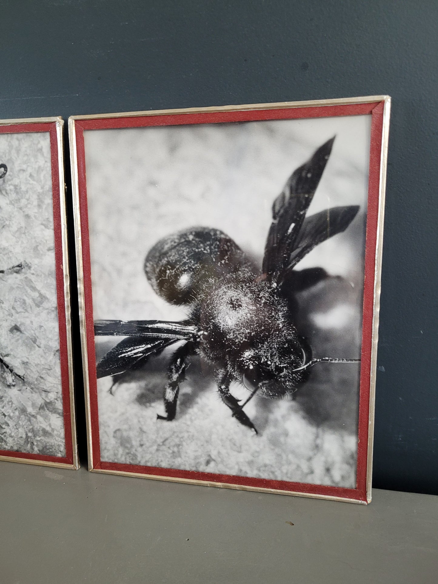 Paire de photographies argentiques anciennes insectes - S. Celebonovic - Ref 455