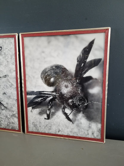Paire de photographies argentiques anciennes insectes - S. Celebonovic - Ref 455
