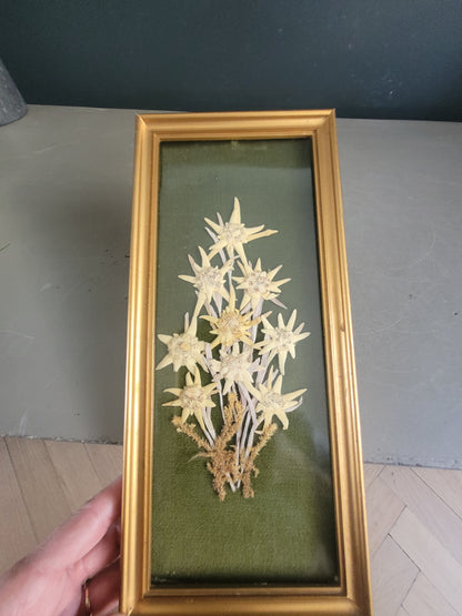 Tableau composition florale Edelweiss séchées vintage - Ref 1022