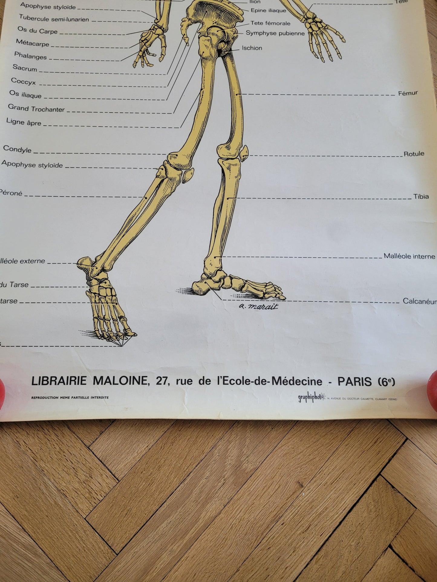 Affiche pédagogique plastifiée de squelette - Ref 882