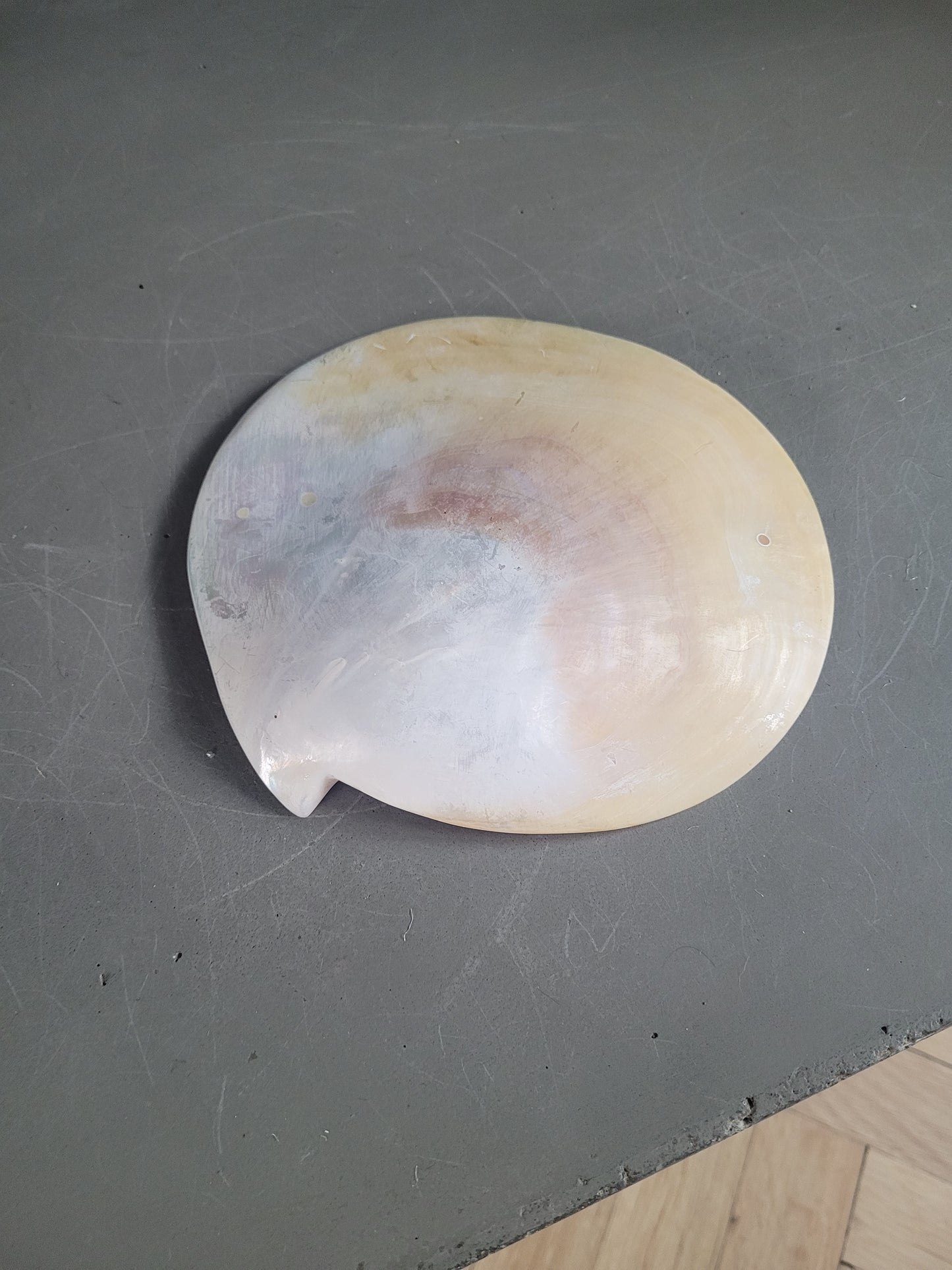 Vide-poche coquillage- Ref 843