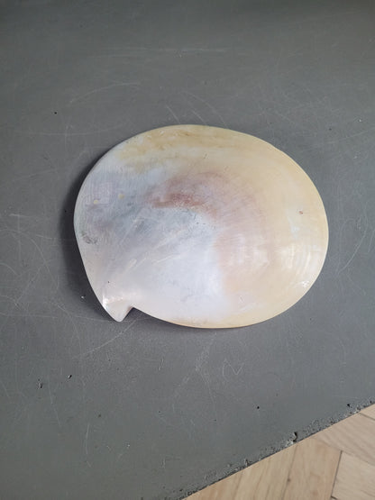 Vide-poche coquillage- Ref 843