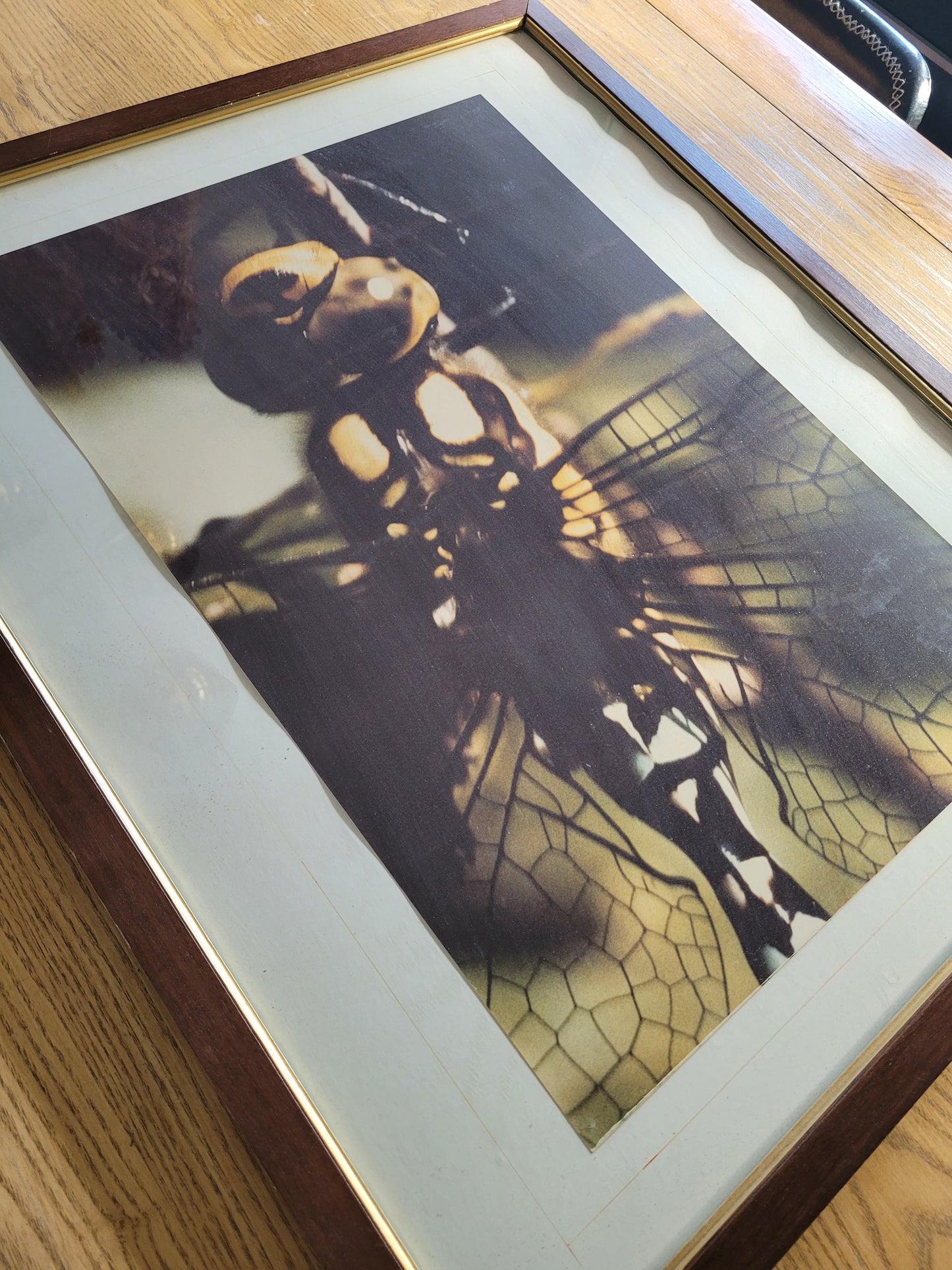 Tableau photo vintage Libellule - Ref 39