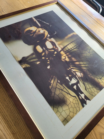 Tableau photo vintage Libellule - Ref 39