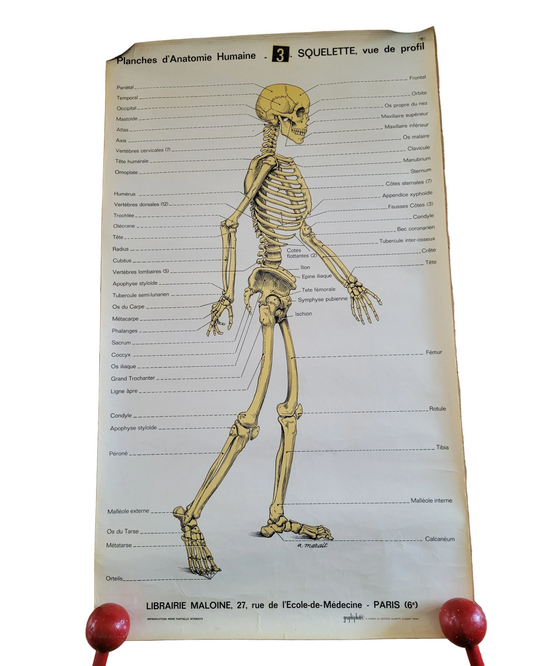 Affiche pédagogique plastifiée de squelette - Ref 882