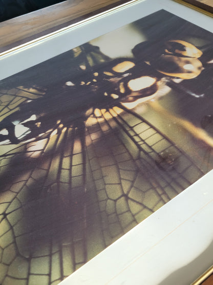 Tableau photo vintage Libellule - Ref 39