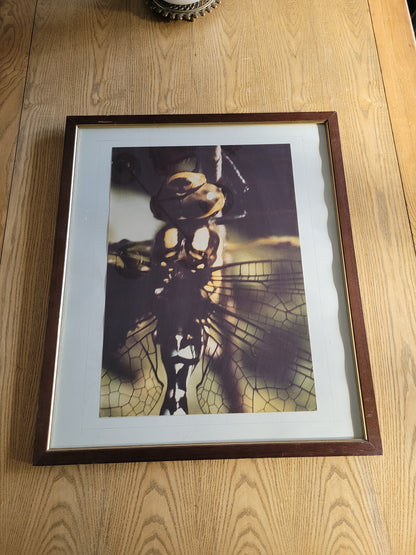 Tableau photo vintage Libellule - Ref 39