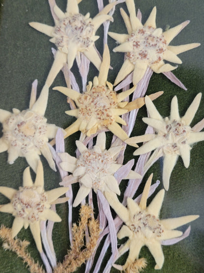 Tableau composition florale Edelweiss séchées vintage - Ref 1022