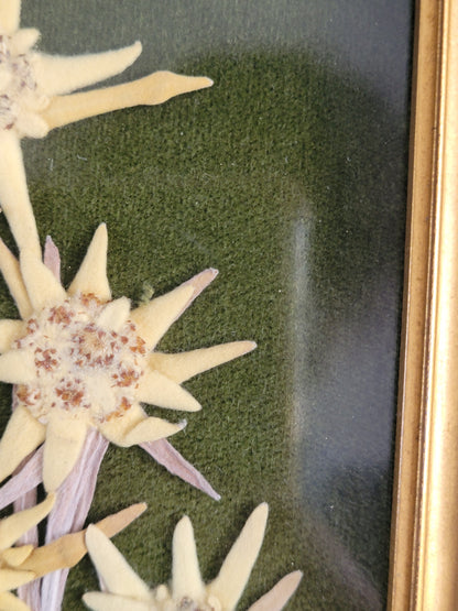 Tableau composition florale Edelweiss séchées vintage - Ref 1022