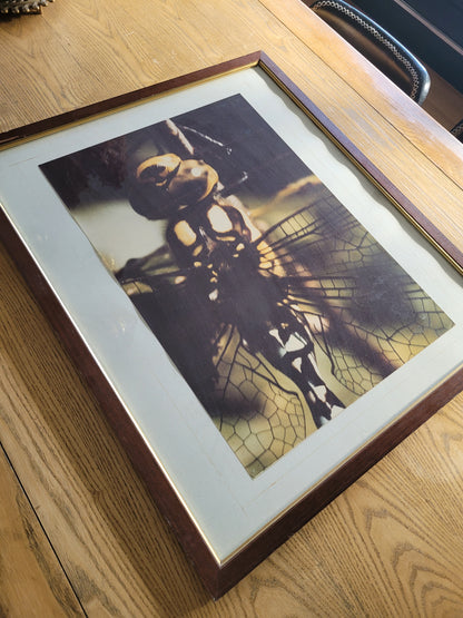 Tableau photo vintage Libellule - Ref 39