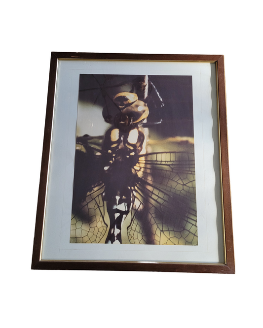 Tableau photo vintage Libellule - Ref 39