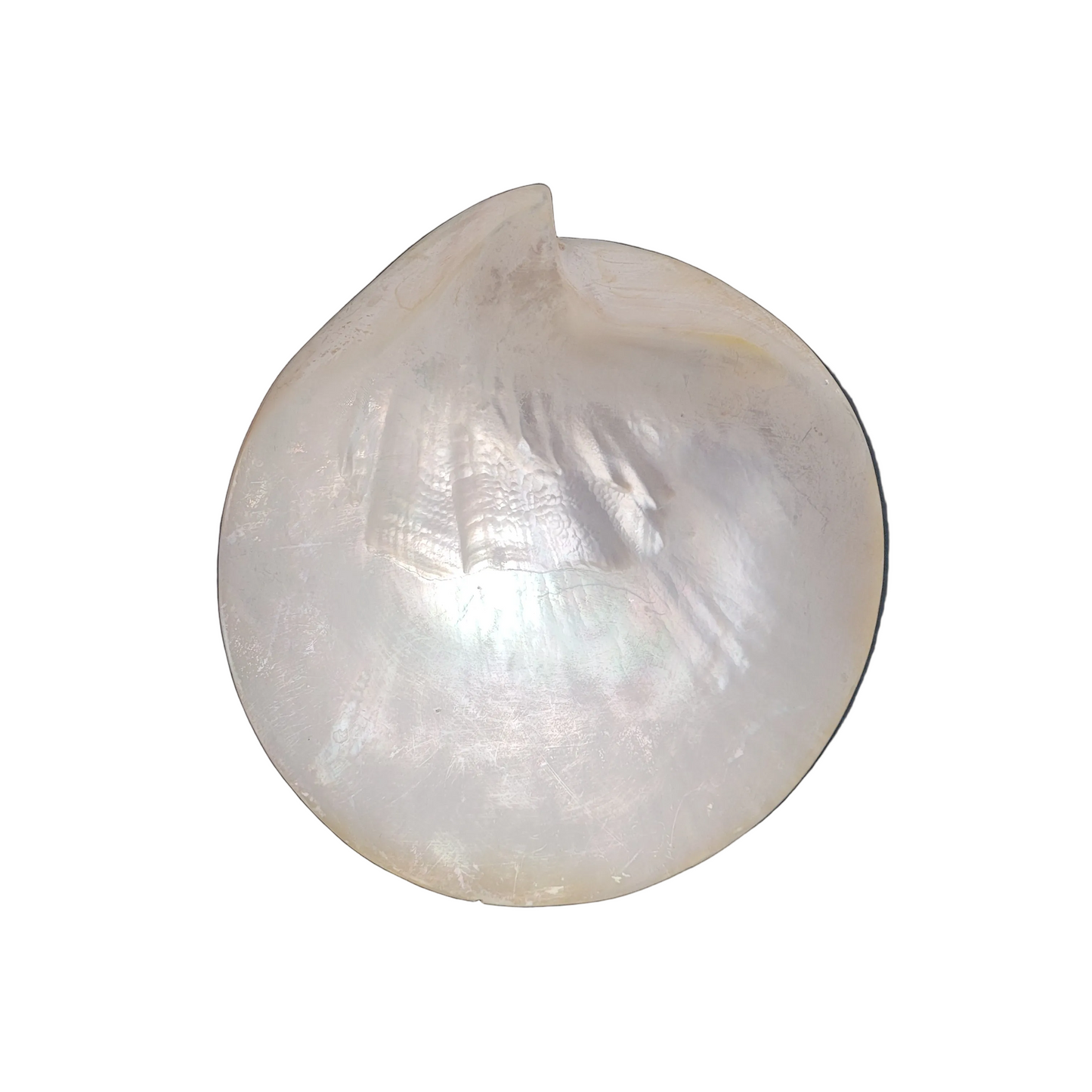 Vide-poche coquillage- Ref 843