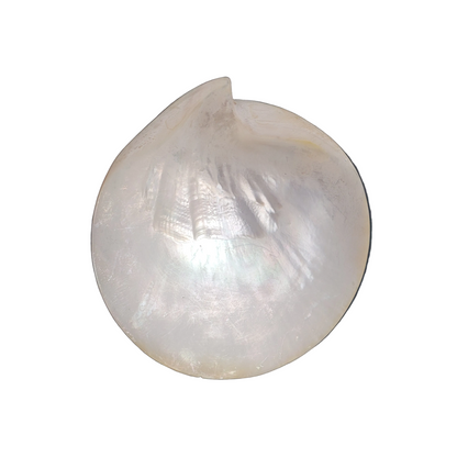 Vide-poche coquillage- Ref 843