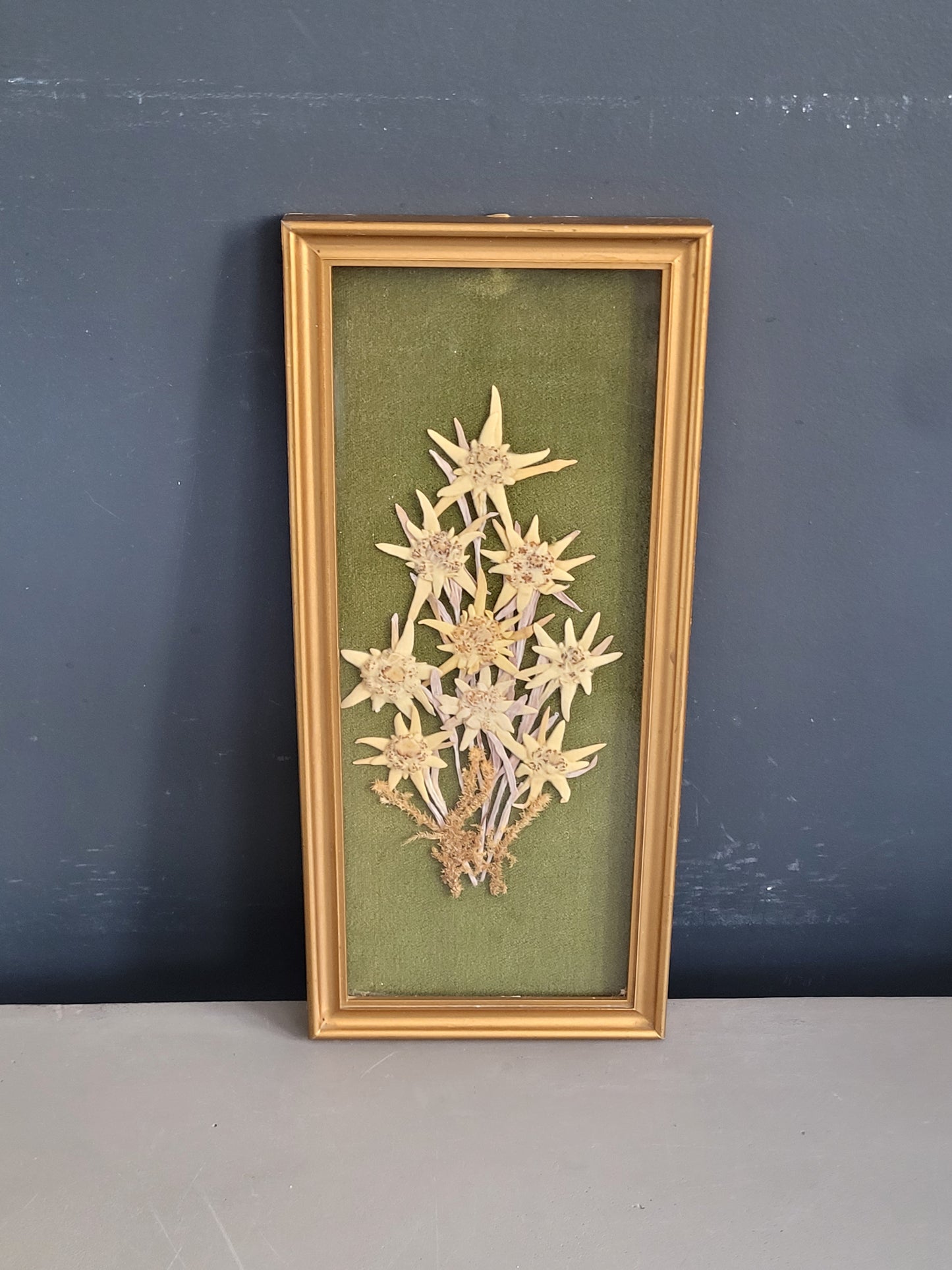 Tableau composition florale Edelweiss séchées vintage - Ref 1022