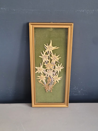 Tableau composition florale Edelweiss séchées vintage - Ref 1022