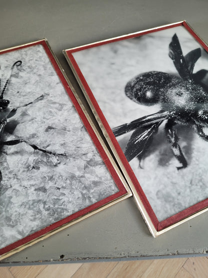 Paire de photographies argentiques anciennes insectes - S. Celebonovic - Ref 455