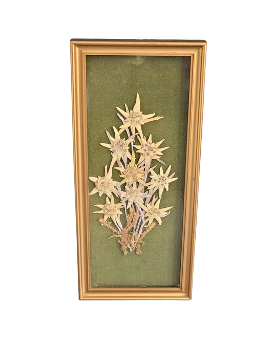 Tableau composition florale Edelweiss séchées vintage - Ref 1022